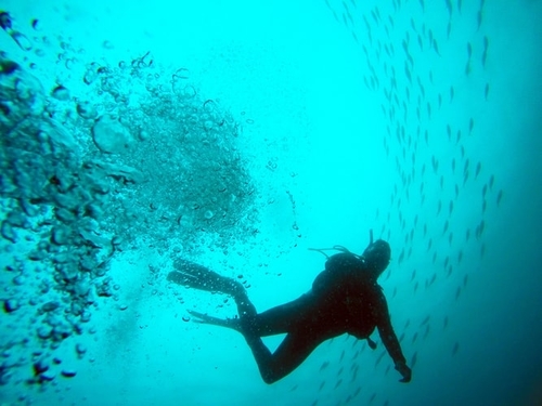 Underwater photo of a scuba diver swimming with a school of fish