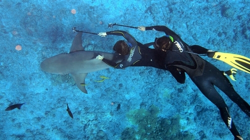 Pair of divers swimming with a shark