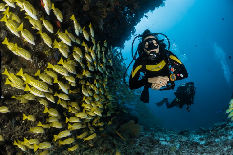Underwater photo of scuba diver swimming with a school of fish