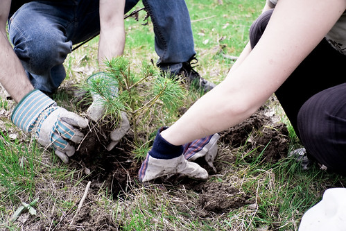 People in gardening gloves planting a tree sapling